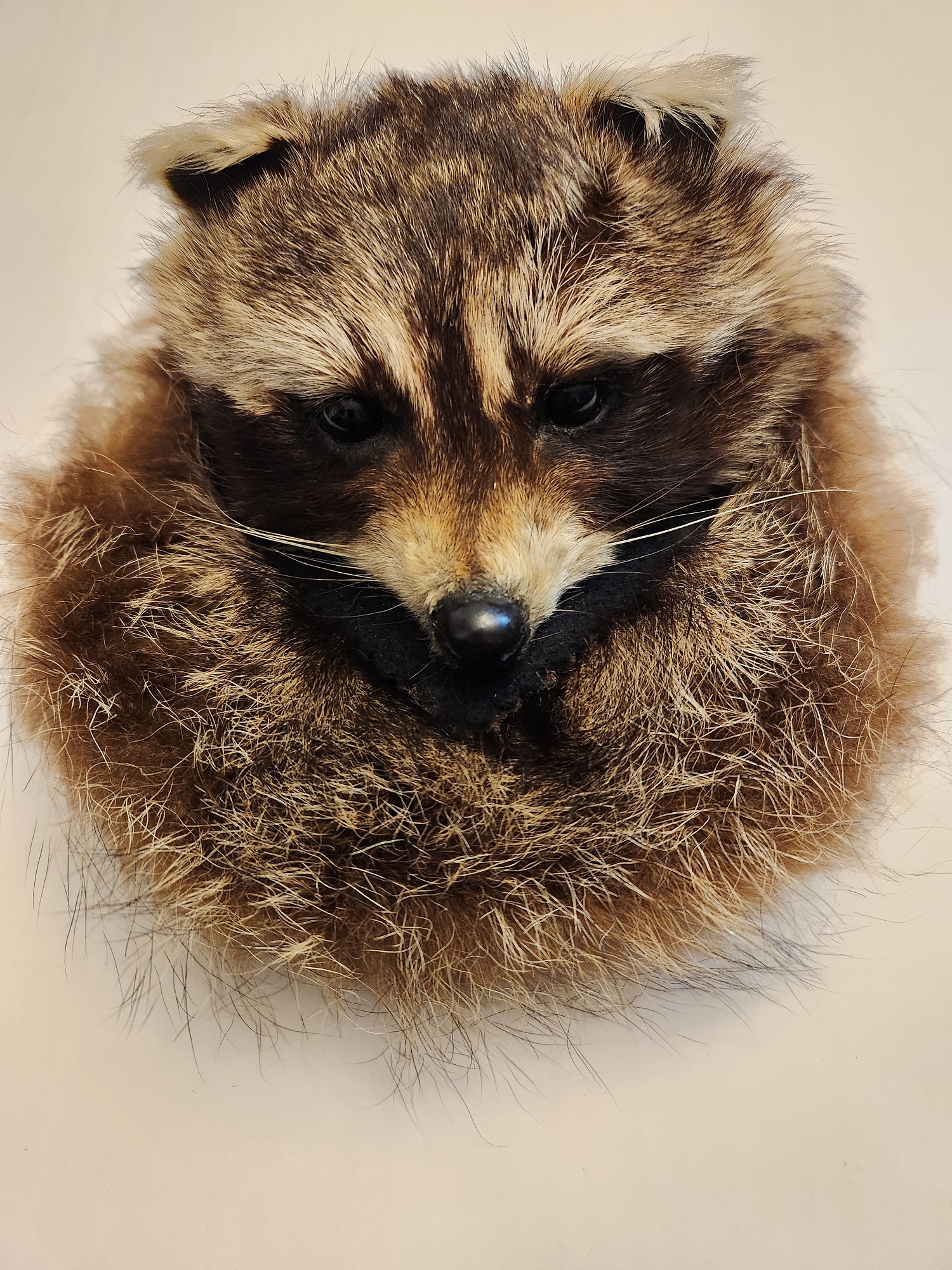 (image for) Raccoon Full Mask Sporran